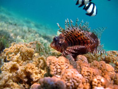 Balık. Scorpaenidae. Kısa yüzgeçli dendrokir - Bu küçük akrep balığının alışılmadık bir görünüşü var ve parlak yüzgeçleri ile çok güzel..