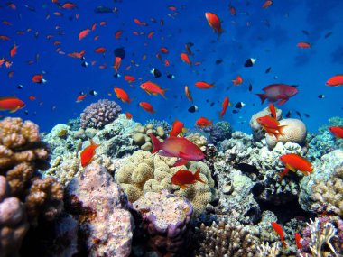 Deniz Goldie. Kızıl Deniz 'deki en yaygın antikalar. Dalgıçlar onu kocaman görüyor. .