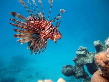 Aslan balığı. Balık - bir tür kemik balığı Osteichthyes. Scorpaenidae. Aslan Balığı Savaşçısı.