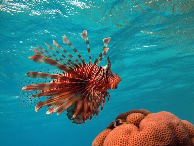 Aslan balığı. Balık - bir tür kemik balığı Osteichthyes. Scorpaenidae. Aslan Balığı Savaşçısı.