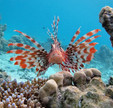 Aslan balığı. Balık - bir tür kemik balığı Osteichthyes. Scorpaenidae. Aslan Balığı Savaşçısı.