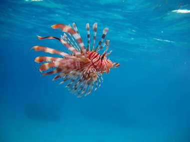 Aslan balığı. Balık - bir tür kemik balığı Osteichthyes. Scorpaenidae. Aslan Balığı Savaşçısı.