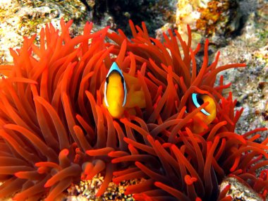 Palyaço balığı. amfiprion (Amphiprioninae). Kızıl deniz palyaço balığı.