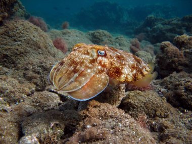 Firavun Cottlefish. Yumuşakçalar, yumuşakçalar. Baş ayaklı yumuşakçalar. Mürekkep balığı müfrezesi. Firavun mürekkep balığı.