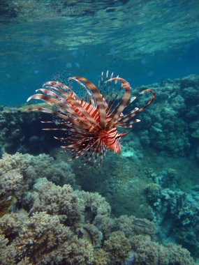 Kızıl Denizde Aslan Balığı .