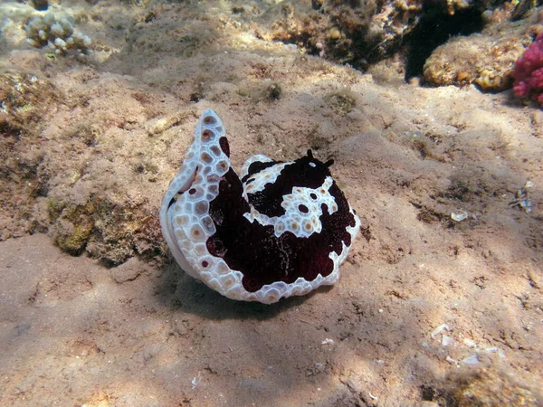 Die Rippenfellentzündung Ist Groß Große Rippenfellentzündung Die Familie Pleurobranchidae Wird — Stockfoto