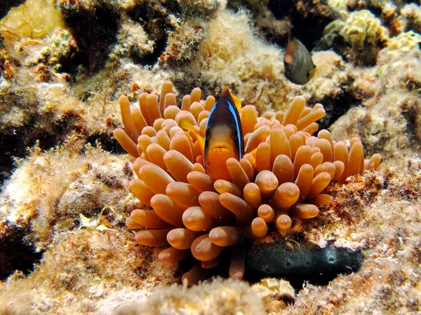 Κλόουν Αμφίπριον Amphiprioninae Ψάρια Κλόουν Της Ερυθράς Θάλασσας — Φωτογραφία Αρχείου