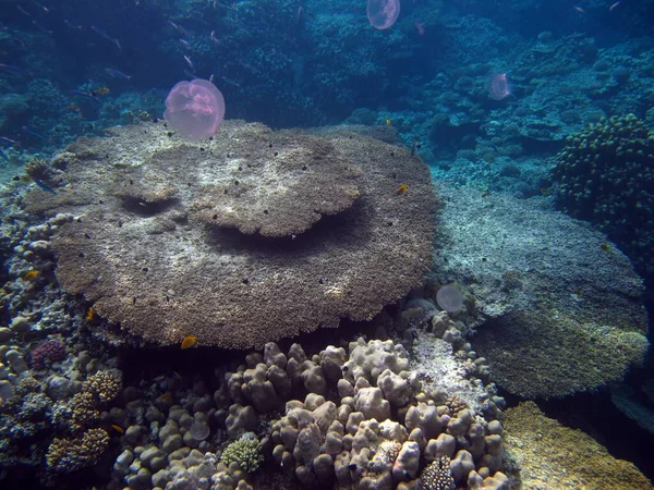 Lindos Recifes Coral Mar Vermelho — Fotografia de Stock