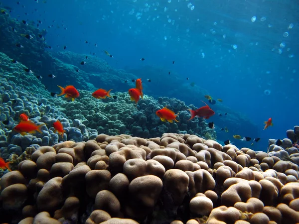 Goldie Del Mare Antias Più Comune Nel Mar Rosso Subacquei — Foto Stock