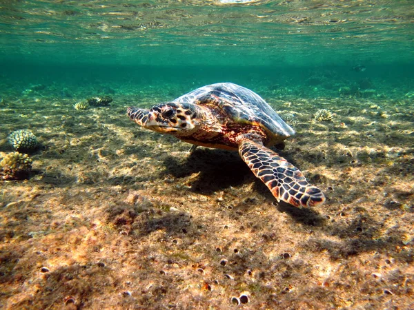 Sea turtles. Large reef turtle Bissa on the reefs of the Red Sea.