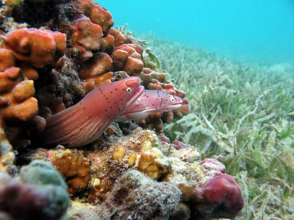 Moray eels. Fishes - a type of bone fish Osteichthyes. Moray eels (Muraenidae). Pepper moray eels.