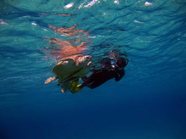Wielki Zielony Żółw Rafach Morza Czerwonego — Zdjęcie stockowe