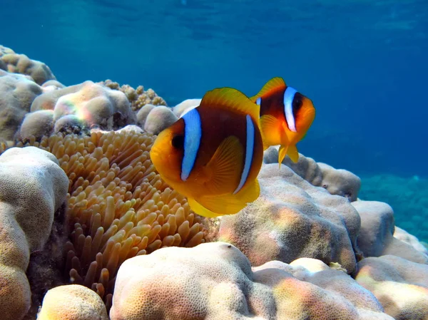Clown fish. amphiprion (Amphiprioninae). Red sea clown fish.