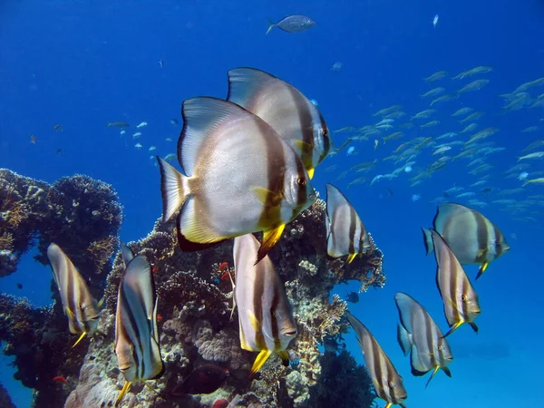 Peixe Tipo Peixe Osso Osteichthyes Plataks Ephippidae Blue Plataks — Fotografia de Stock