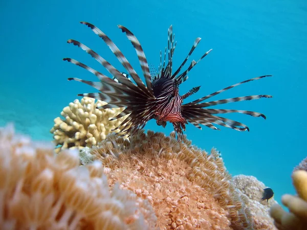 Pez León Pez Tipo Del Pez Óseo Osteichthyes Scorpaenidae Guerrero — Foto de Stock