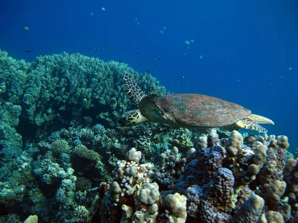 ウミガメだ 紅海のサンゴ礁にある大きなサンゴ礁のカメBissa — ストック写真