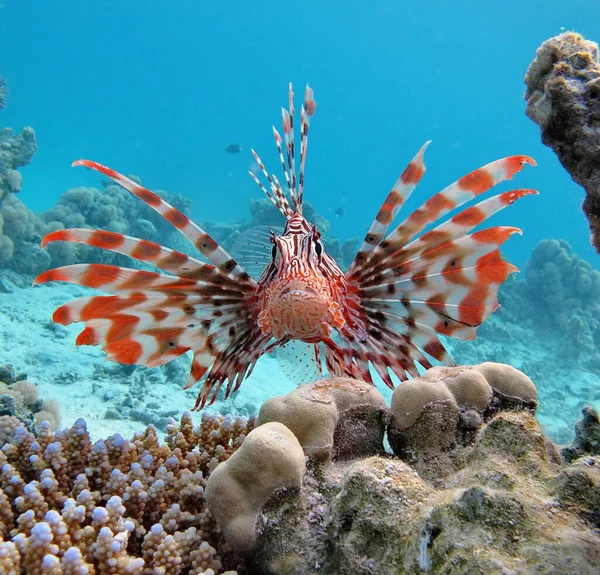 Pez León Pez Tipo Del Pez Óseo Osteichthyes Scorpaenidae Guerrero — Foto de Stock