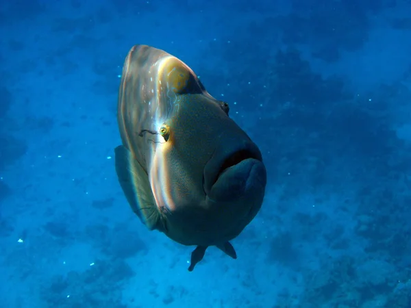 Napoleonská Ryba Ryby Typ Kostní Ryby Osteichthyes Gubanovye Labridae Ryby — Stock fotografie