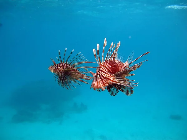 Lionfish. Fish - a type of bone fish Osteichthyes. Scorpaenidae. Lionfish warrior.