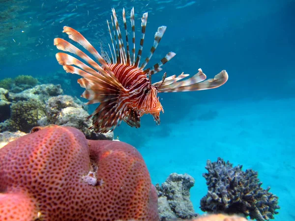 Lvice Ryby Druh Kostní Ryby Osteichthyes Scorpaenidae Lví Bojovník — Stock fotografie