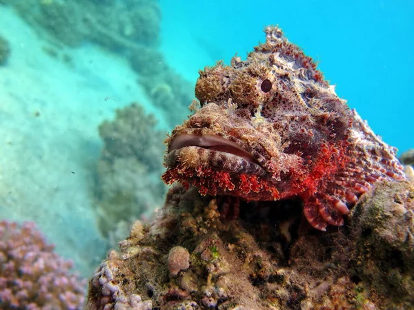 Scorpionfish Ryby Typ Ryby Kości Osteichthyes Scorpaenidae Skorpenopsis Flathead — Zdjęcie stockowe