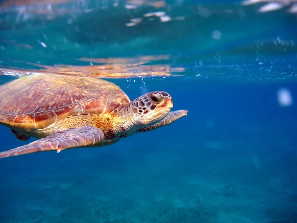 Tortuga Verde Grande Los Arrecifes Del Mar Rojo — Foto de Stock