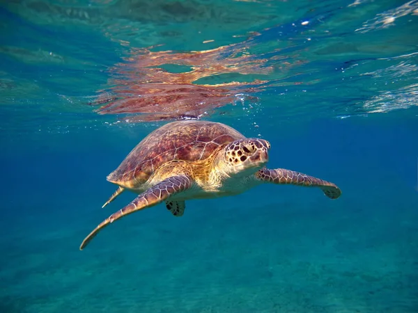 Большая Зелёная Черепаха Рифах Красного Моря — стоковое фото