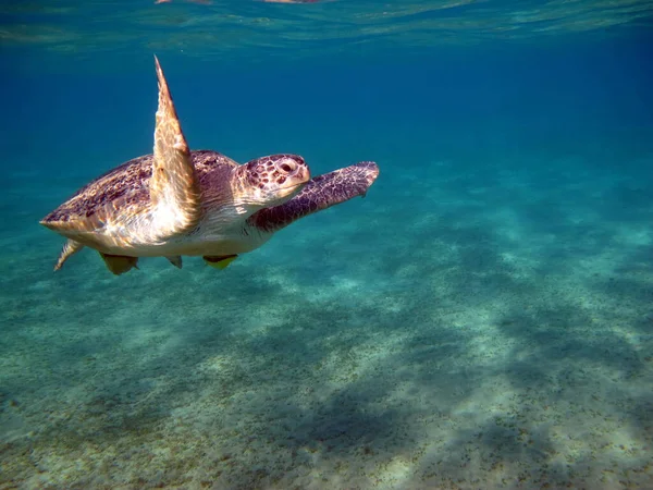 Большая Зелёная Черепаха Рифах Красного Моря — стоковое фото