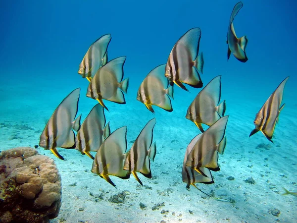 Peixe Tipo Peixe Osso Osteichthyes Plataks Ephippidae Blue Plataks — Fotografia de Stock