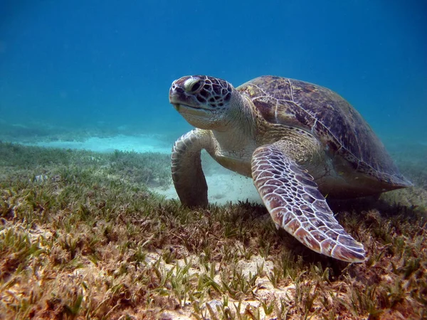 Tortuga Verde Grande Los Arrecifes Del Mar Rojo — Foto de Stock