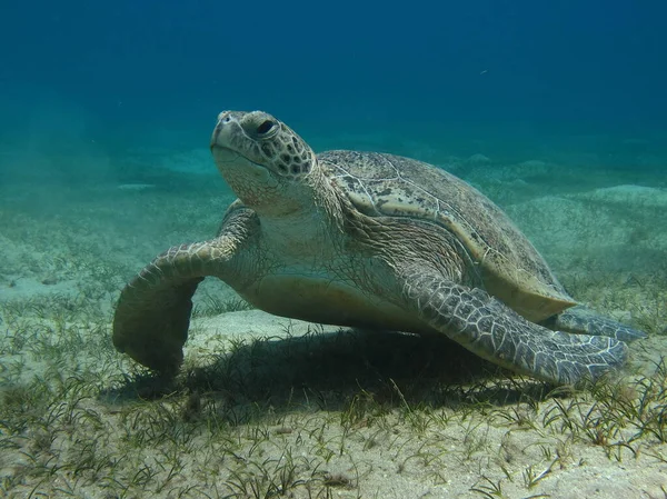 Велика Зелена Черепаха Рифах Червоного Моря — стокове фото