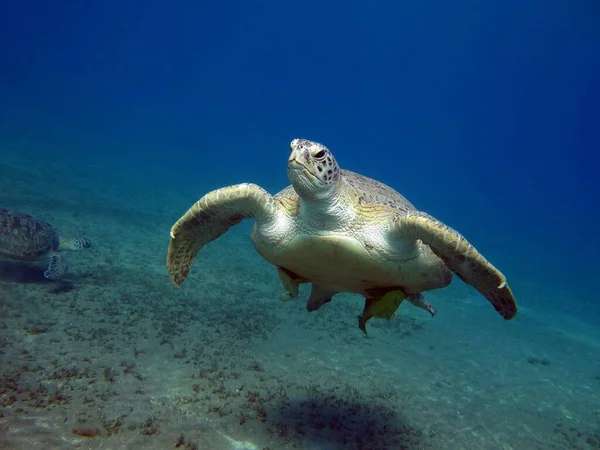 Große Grüne Schildkröte Den Riffen Des Roten Meeres — Stockfoto