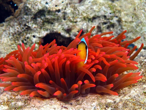 Clownfisk Amfiprion Amfiprioninae Clownfisk Från Röda Havet — Stockfoto