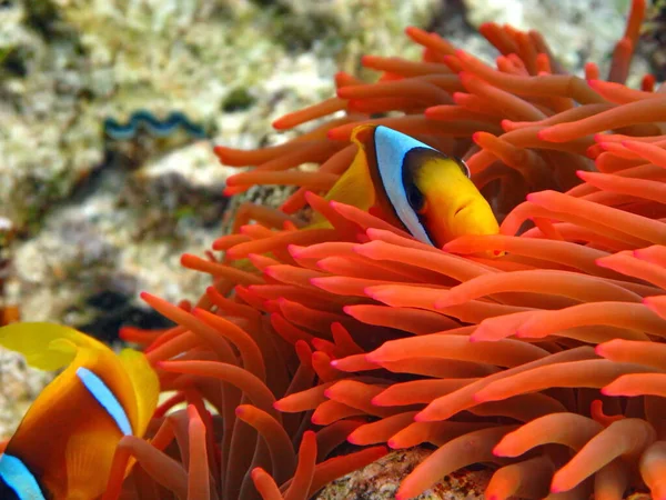 Palyaço balığı. amfiprion (Amphiprioninae). Kızıl deniz palyaço balığı.