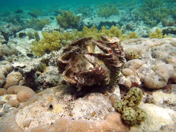 紅海の美しいサンゴ礁 — ストック写真