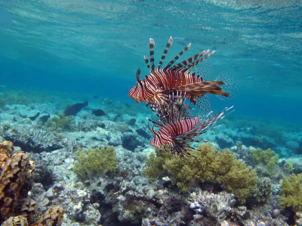 紅海のライオン魚 — ストック写真