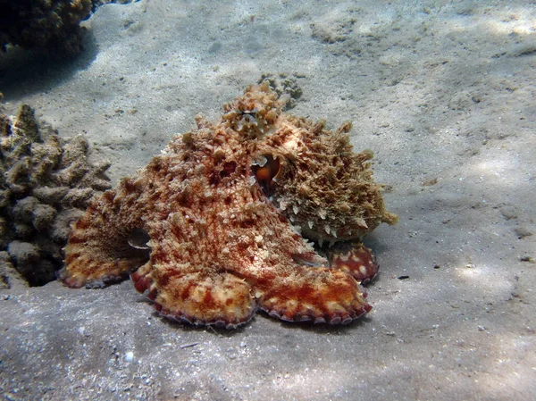 タコだ 紅海の大きな青いタコ Reefs — ストック写真