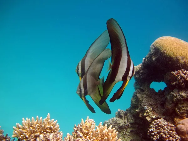 Fish Longfin Batfish Grows Usually Feeds Algae Small Invertebrates — Stock Photo, Image