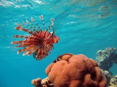 Aslan balığı. Balık - bir tür kemik balığı Osteichthyes. Scorpaenidae. Aslan Balığı Savaşçısı.
