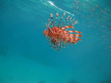 Aslan balığı. Balık - bir tür kemik balığı Osteichthyes. Scorpaenidae. Aslan Balığı Savaşçısı.