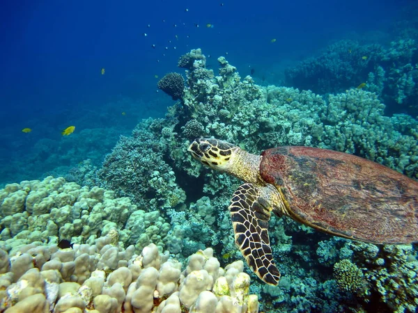 Tortugas Marinas Gran Tortuga Arrecife Bissa Los Arrecifes Del Mar —  Fotos de Stock