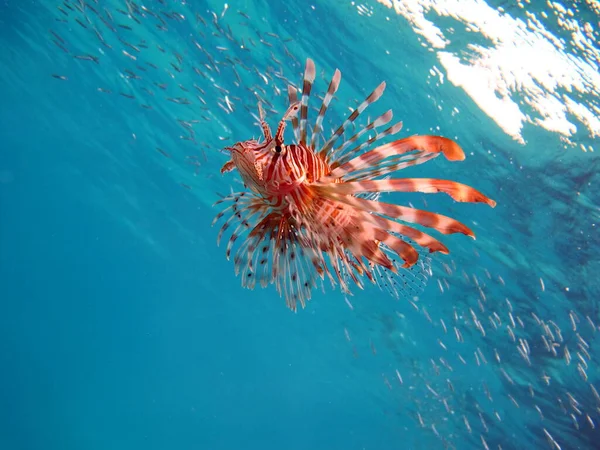 Lionfish. Fish - a type of bone fish Osteichthyes. Scorpaenidae. Lionfish warrior.