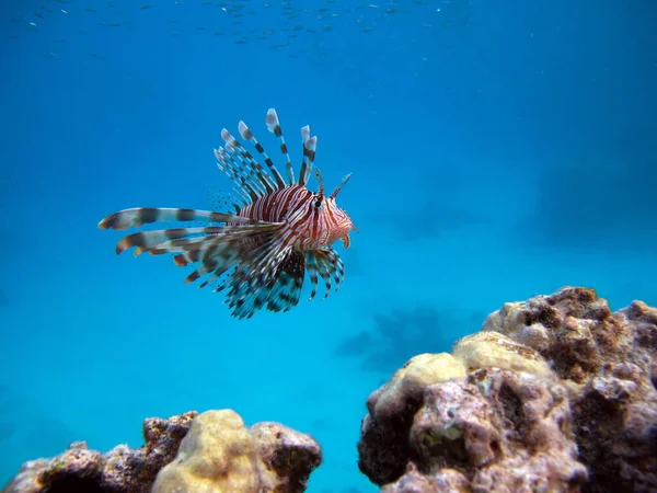 Peixe Leão Peixe Tipo Peixe Osso Osteichthyes Scorpaenidae Guerreiro Peixe — Fotografia de Stock