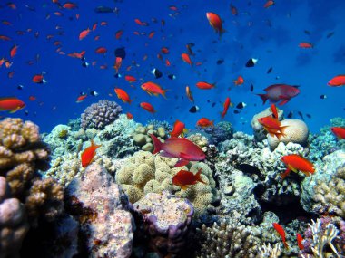 Pseudanthias Squamipinni. Deniz Goldie. Kızıl Deniz 'deki en yaygın antikalar. Dalgıçlar onu mercan kayalıklarının yamaçlarında büyük sürüler halinde görüyorlar..