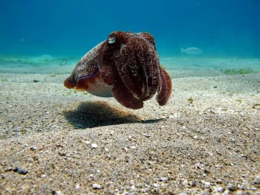 Sepia Pharaonis. Yumuşakçalar, yumuşakçalar. Baş ayaklı yumuşakçalar. Mürekkep balığı takımı. Firavun mürekkep balığı.