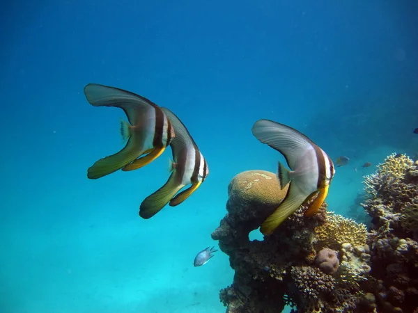 Longfin Buttfish. Fishes - Osteichtnes type bony fish. Plataks - Efippida. Long-fin Plataks.