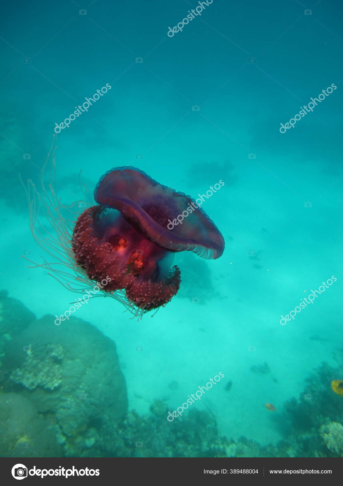 水母花椰菜图库照片 免版税水母花椰菜图片 Depositphotos 水母花椰菜图库照片 免版税水母花椰菜图片 Depositphotos