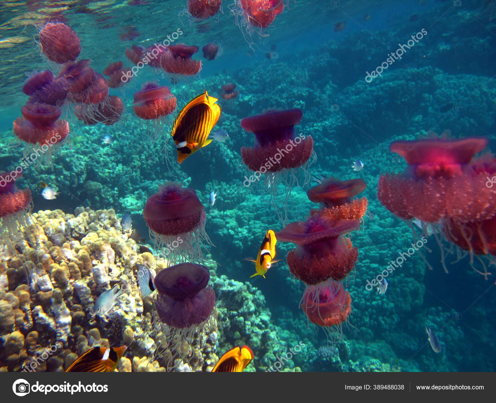水母花椰菜图库照片 免版税水母花椰菜图片 Depositphotos 水母花椰菜图库照片 免版税水母花椰菜图片 Depositphotos