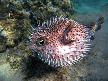 Spotbase burrfish. Balık Diodontidae. Sarı benekli klişeler. Tehlike anında, bir top şeklini alır, diken diken olur..