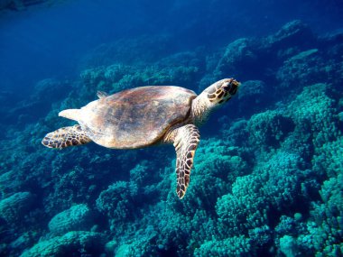 Deniz kaplumbağaları. Büyük resif kaplumbağası Bissa Kızıl Deniz 'in resiflerinde..